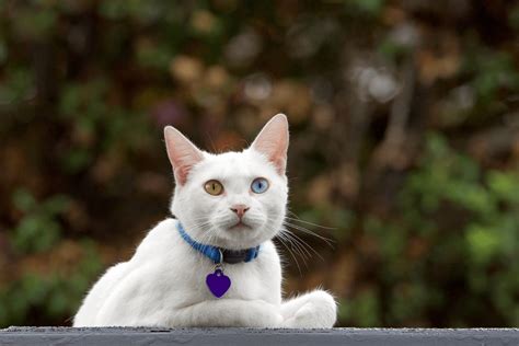 100s of Unique and Uncommon Cat Names for 2023.